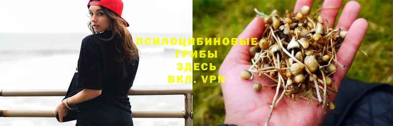 Галлюциногенные грибы GOLDEN TEACHER  Богородск 